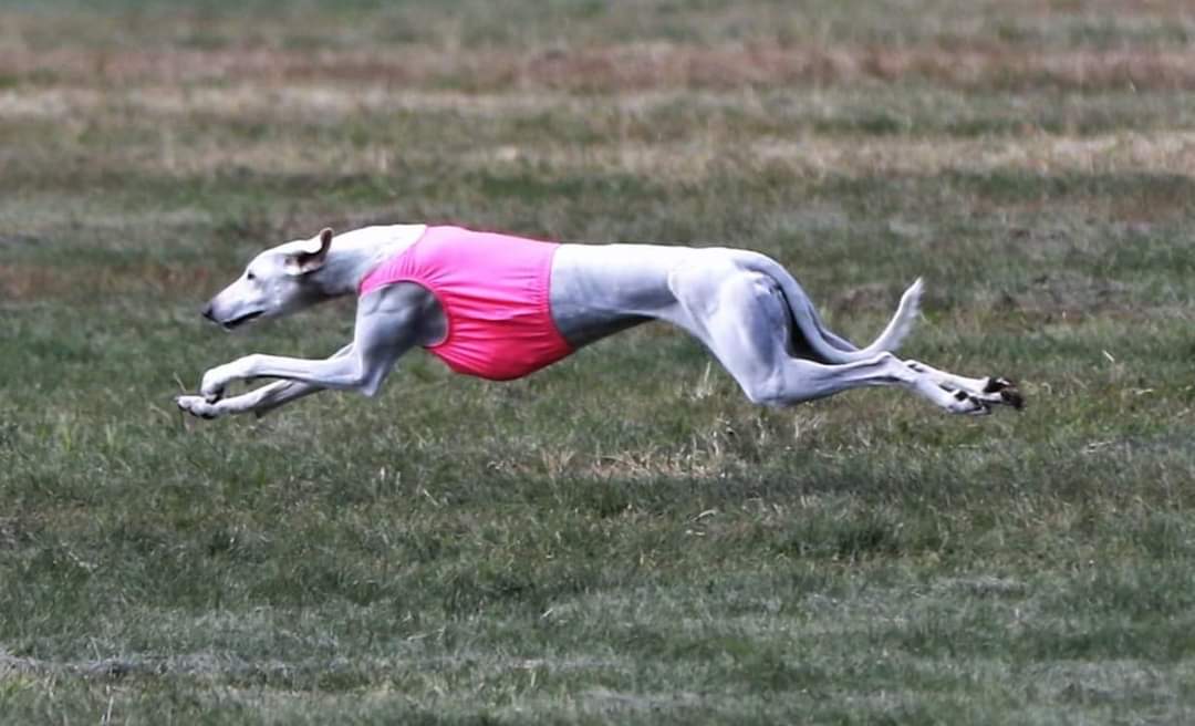 A Saluki at full stretch running a lure course