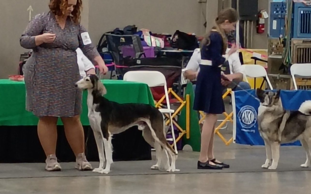 A Saluki stacked for the judge in the Hound Group ring