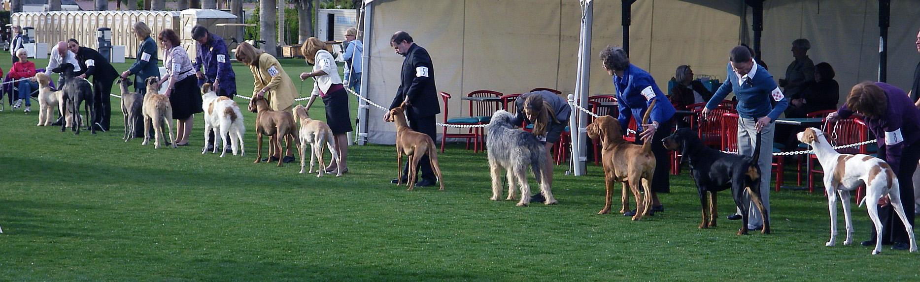 A line of hounds stacked for the judge in the sweepstakes ring at an RMHA specialty